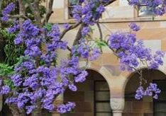 sandstone-jacaranda