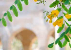 Images of University of Queensland and Gatton campus Jacaranda trees.