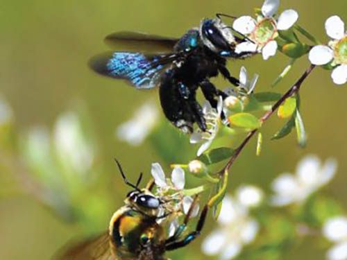 bees native