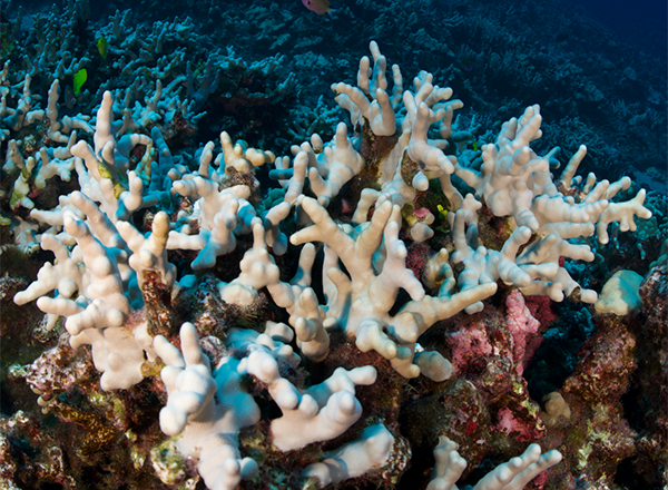 coral bleaching